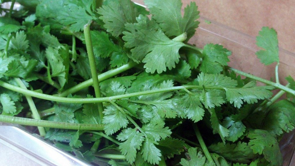 Green Coriander Leaves